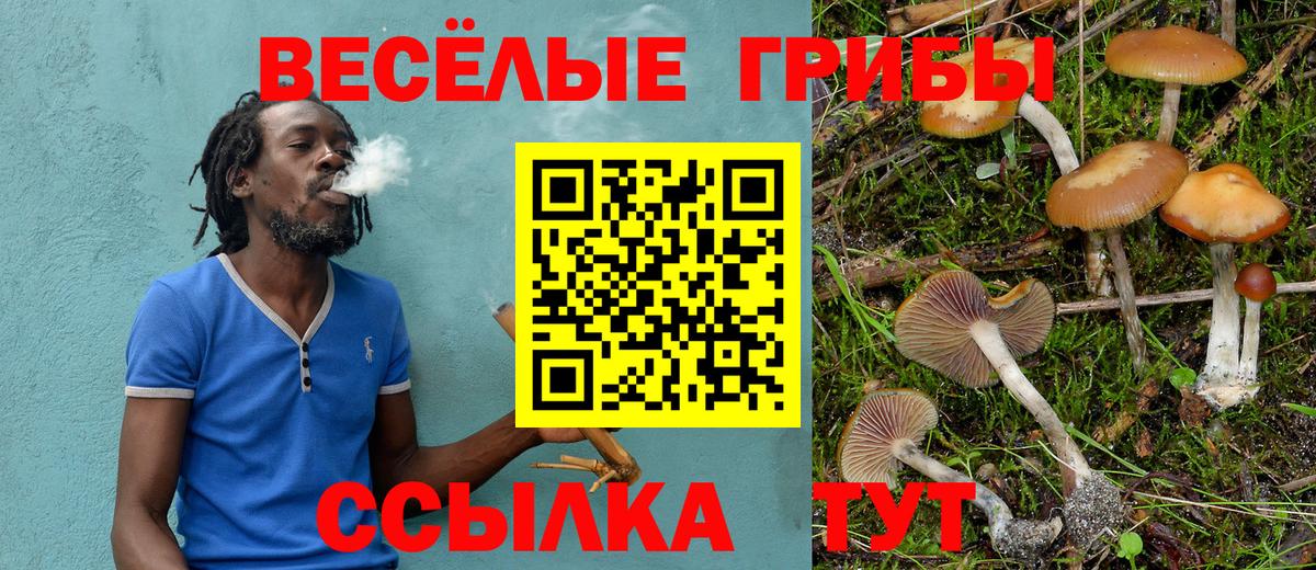 Псилоцибиновые грибы Psilocybine cubensis Дмитров